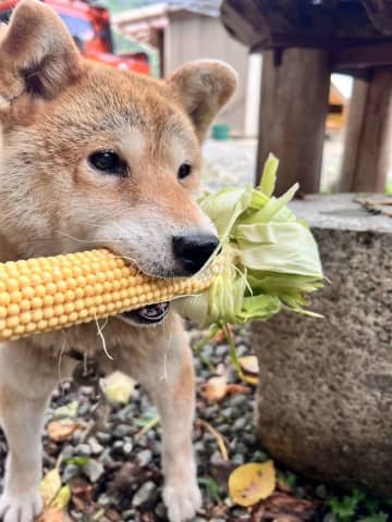 柴犬の行動の〝まさかの真相〟に1.8万人驚がく　お手伝いにしか見えないが...「なん...やて...！」「許す！」