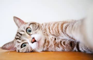「猫が勉強の邪魔を…」受験生の切実な“ネコハラ”の悩みに、大の“猫好き”住吉美紀が語ったアドバイスは？