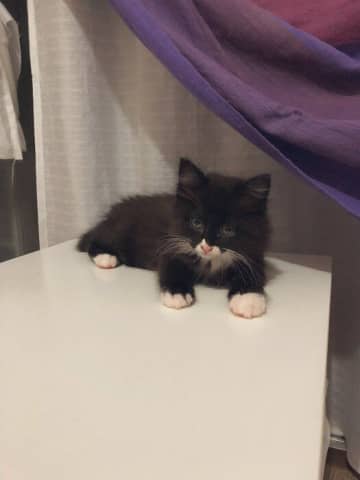 「ごはんか寝るときぐらいしかじっとしていなかった」保護子猫→7年後も遊ぶのが好きなモフモフなコに成長していた！