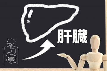 PMS対策は腸と肝臓から！ゆるっと始める“ホルモンバランスケア”