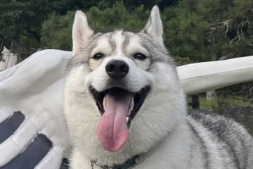 「ふたりとも楽しそう」　ハスキー犬の隣にナイスな”相棒”　驚きの2ショットに大反響