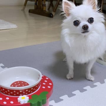 暑い時季に役立つ！食事・飲み水・お手入れで実践できる「犬の涼活」とは
