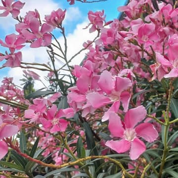 高3の甥っ子が伯父の味噌汁に毒を盛る…衝撃の犯行動機と家庭環境