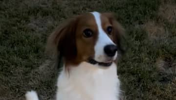 デコピン興奮？大谷翔平が愛犬のキュートな”立ち姿”をインスタストーリーズで公開