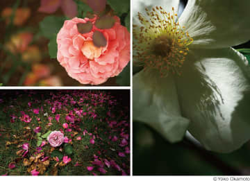 バラの花を写した多彩な作品が並ぶ 岡本洋子写真展「Rose Fever ～薔薇熱～」