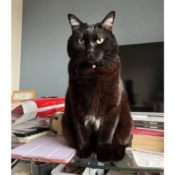 飼い主の視界に入り“ニャンニャン”圧をかける猫　「決まった時間にゴハンの催促をする様子」からわかることは？