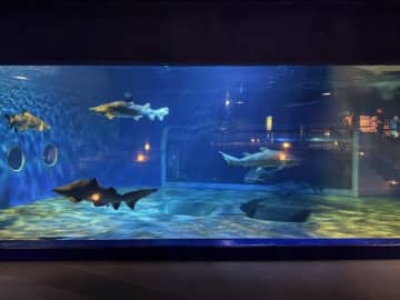 茨城・大洗｜見どころいっぱい！ 予約制の夜の水族館「ナイトアクアワールド」