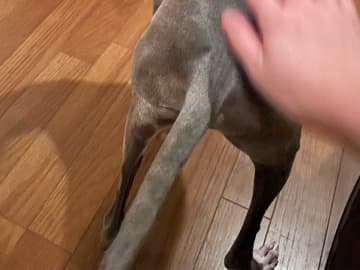 「尻を撫でてほしいし、撫でてくれる人の顔も見たい」　犬が飼い主に向けた『表情』が愛おしすぎる！