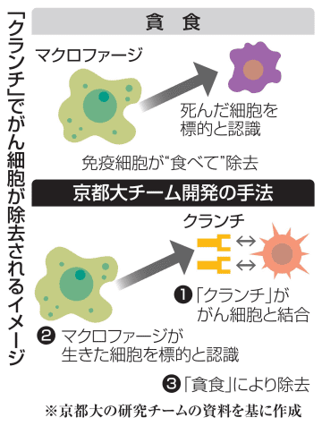 京大、がん細胞除去を効率化　タンパク質「クランチ」開発