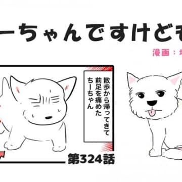ちーちゃんですけどもっ【第324話】「またもや絶対安静のちーちゃん」
