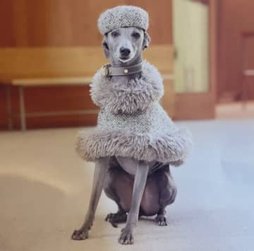 人間よりオシャレな犬見つかる！？ファッションモデル顔負けの犬、その佇まいに「私より年収高そう」との声も