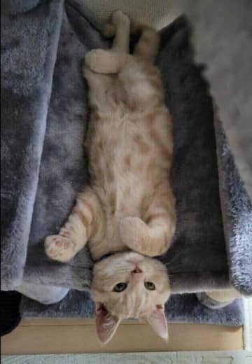 ハンモックに仰向けで寝転んでいた生後3カ月の子猫→大きく成長した3年後も同じ場所でくつろいでいる姿にほっこり！