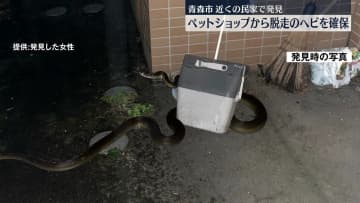 ペットショップから脱走した体長3mのヘビ　近くの民家で見つかり確保　青森市