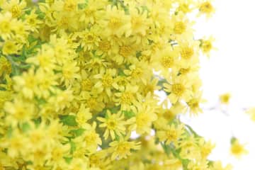 9月4日の花とは？【366日の誕生花と幸せの花言葉】