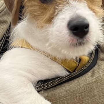 子犬をリュックに入れ、一緒にお買い物をしていたら…貫禄がありすぎる『衝撃の態度』が60万表示「社長感ｗ」「乗ってく？って感じｗ」と爆笑
