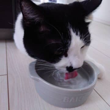 水分不足のリスクとは？ 猫の水分補給に関する基本ルールとともに解説
