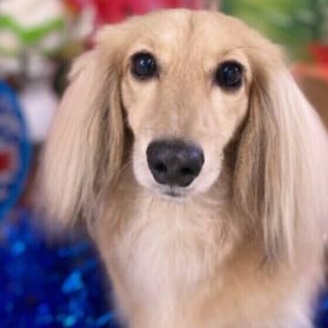夏に犬の皮膚病が増える主な原因　 とくに注意したい部位・犬種も