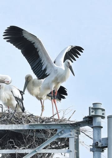 コウノトリ「つばさ」死ぬ　水戸で春誕生　感電原因か　茨城