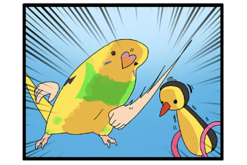 まだ3ヶ月で暴君⁉気の強さが少しずつ見えてきたセキセイインコ【鳥マンガ＃109】