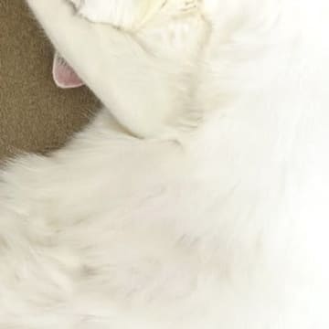 暑い日、ふと『ソファの上にいる猫』を見たら…とんでもなく可愛い『寝相』に1万3000いいねの反響「もう限界～」「めっちゃ良い」