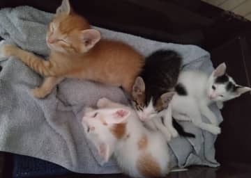 「保護猫を家族に迎えませんか？」～人間と猫の共生を目指して　譲渡会を【9月15日（月祝）】に開催します～