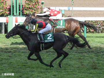 【札幌2歳S】新馬組が3着以内の半数以上を占める！勝率と連対率が新馬組を上回るのは！？ステップレースから見る過去10年の傾向