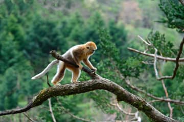 キンシコウを守るボランティアチーム　中国湖北省神農架林区