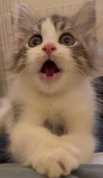 愛猫との暮らしが「将来の夢」だった飼い主がお迎えしたサイベリアンの子猫→1才になった立派な成長姿にほっこり