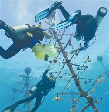 海南省三沙市、サンゴ苗10万株の植え付けに成功―中国