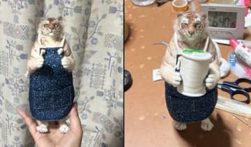 トラがまさかの主夫に転身！？「ぽんぽんのお腹がたまらない！」エプロン姿のトラに悶絶する人続出中！