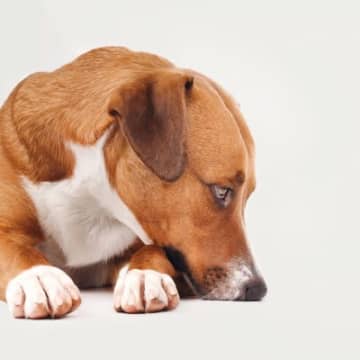 犬が『ミネラル不足』のときに現れる4つの症状　愛犬の健康を守るために注意すべきこととは