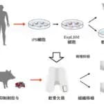 岡山大学がiPS細胞から多様な形の軟骨組織を作製　膝関節軟骨損傷ミニブタに移植成功