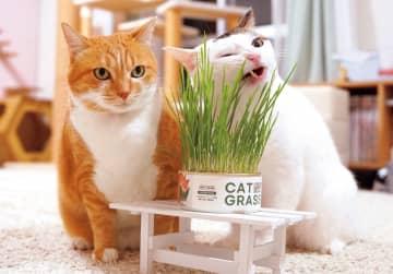 元保護猫の仲良しコンビがかわいい『2026ねこのナナちゃん・ポンちゃんカレンダー』
