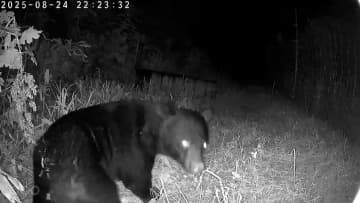 「泣けますよね」クマがブドウ500房食い荒らす　七面鳥“襲撃”や新幹線と衝突も…各地で相次ぐ被害