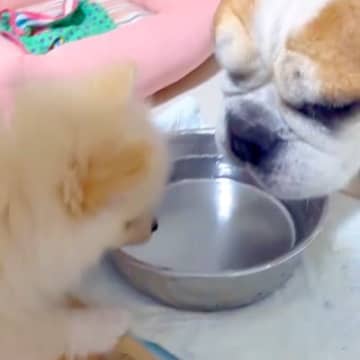 ポメの赤ちゃんが『ブルドッグに育てられた』結果→なぜか水の飲み方が…まさかの『ビフォーアフター』に反響「真似してるｗ」「育ての親に似る」