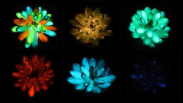 暗闇でカラフルに光る多肉植物、中国の科学者が開発　太陽光で充電可能