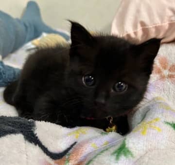 偶然の出会いで家族になった保護子猫　「負けん気が強い性格」から「おしゃべりな甘えん坊」に成長！