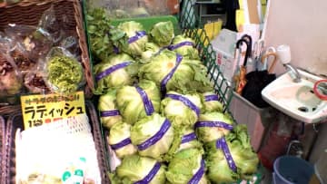 「平年の2倍近い相場」猛暑で価格高騰“レタス”ピンチ…9月半ばごろから値下がりか　一方でキャベツが割安でお得に
