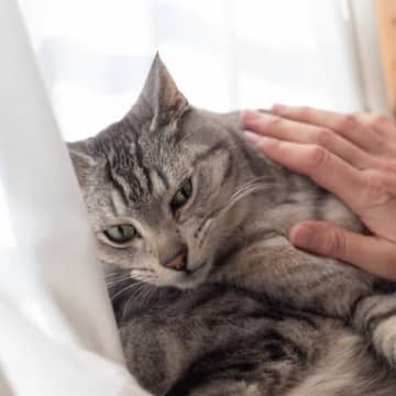 愛猫には『トラウマ』になりかねないショックな出来事5選　心に傷を負うことで起こり得る問題も