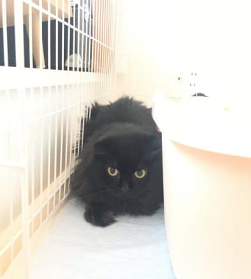 臆病な性格で隙間に身を潜めていた元保護猫→3年後、「相変わらずビビリ」でも仰向けでくつろぐ姿にグッとくる！