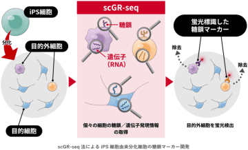 糖鎖で見分けるiPS細胞の分化のばらつき