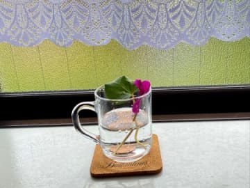 10円玉の殺菌効果がすごい！10円以上の価値あり！
