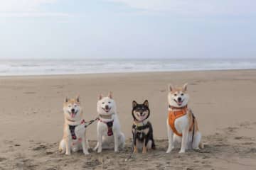 「これがウユニわんこか」「あまりにも綺麗」　千葉の海に降り立った〝神々しすぎる柴犬〟に1.5万人感動