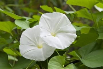 9月5日の花とは？【366日の誕生花と幸せの花言葉】