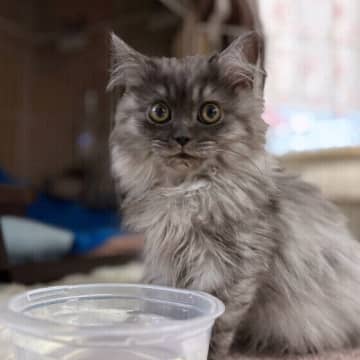 水はフードから離してみて！「愛猫が水分不足かも」と感じたときにすべき工夫を獣医師が解説