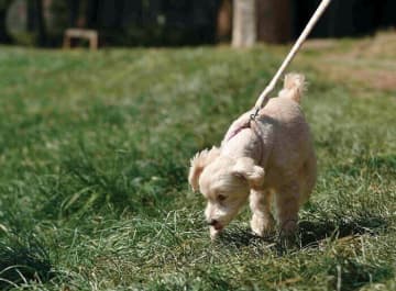 犬を満たす「クン活テク」とは？散歩中のクン活のさせ方を解説