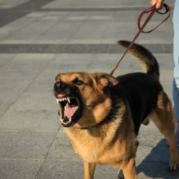 昔は当たり前？今では考えられない『犬のしつけ方法』３選　考え方はどのように変化していったの？
