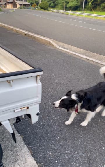 軽トラもひとっ飛び、スーパーアスリート犬の跳躍に目が点…「助走なし！」「余裕で飛び越えるのスゴすぎ」