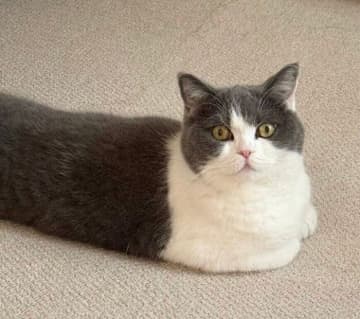 普通の「香箱座り」かと思いきや、独特なスタイルでくつろぐ猫が話題に！　「ネコ感無い」「おててはナイナイしてるんだね」