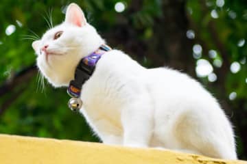 「猫の首に鈴をつける」 猫にまつわる英語イディオム (19)